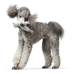 Brinquedo para cães Hunter Skagen Cinzento Foca