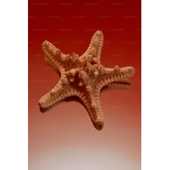 Starfish MP 20 Strawberry MP 5+Daisy MP