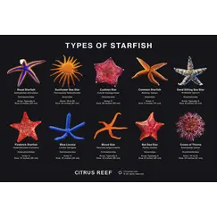 Starfish MP 15+Pineapple MP 15