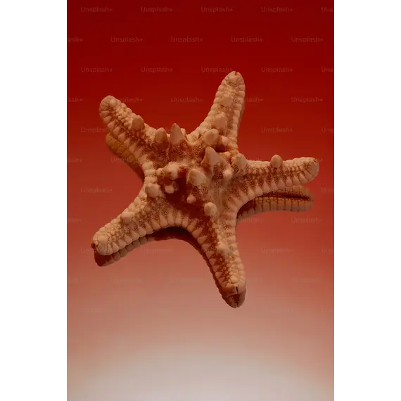 Starfish MP 20 Strawberry MP 5+Daisy MP