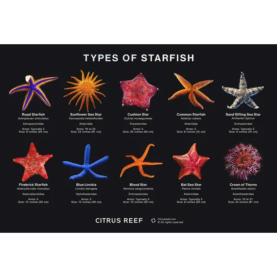 Starfish MP 15+Pineapple MP 15